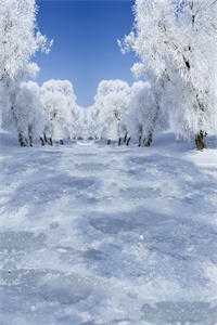 桃花依旧，人面却不知何处免费